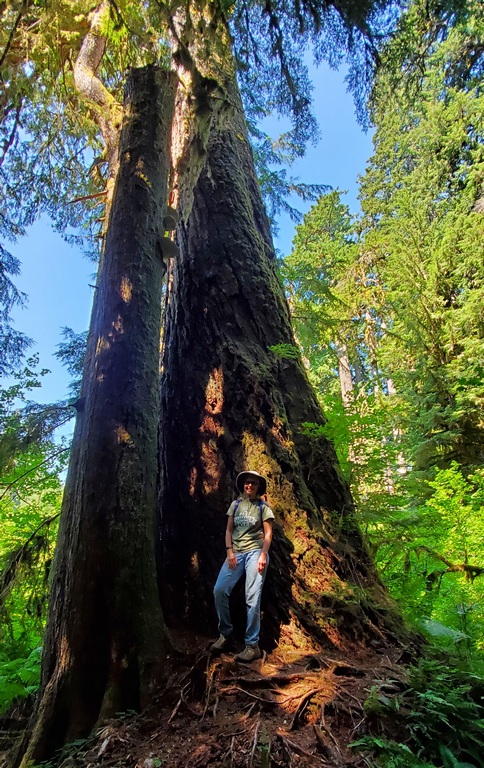 Yeah, that's a big tree